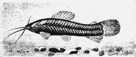 Callichtys Callichtys